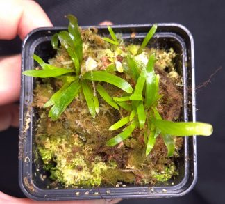 5-09-26 WYSIWYG pot with young unknown ferns