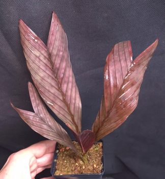 5-09-26 WYSIWYG Pinanga veitchii (red form) - ornamental dwarf palm