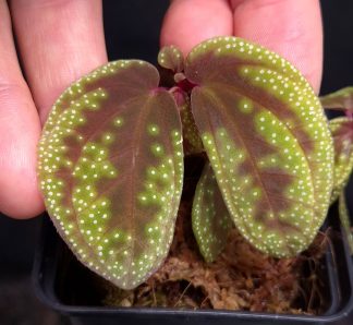 5-09-26 WYSIWYG Sonerila sp. Galaxy Arms