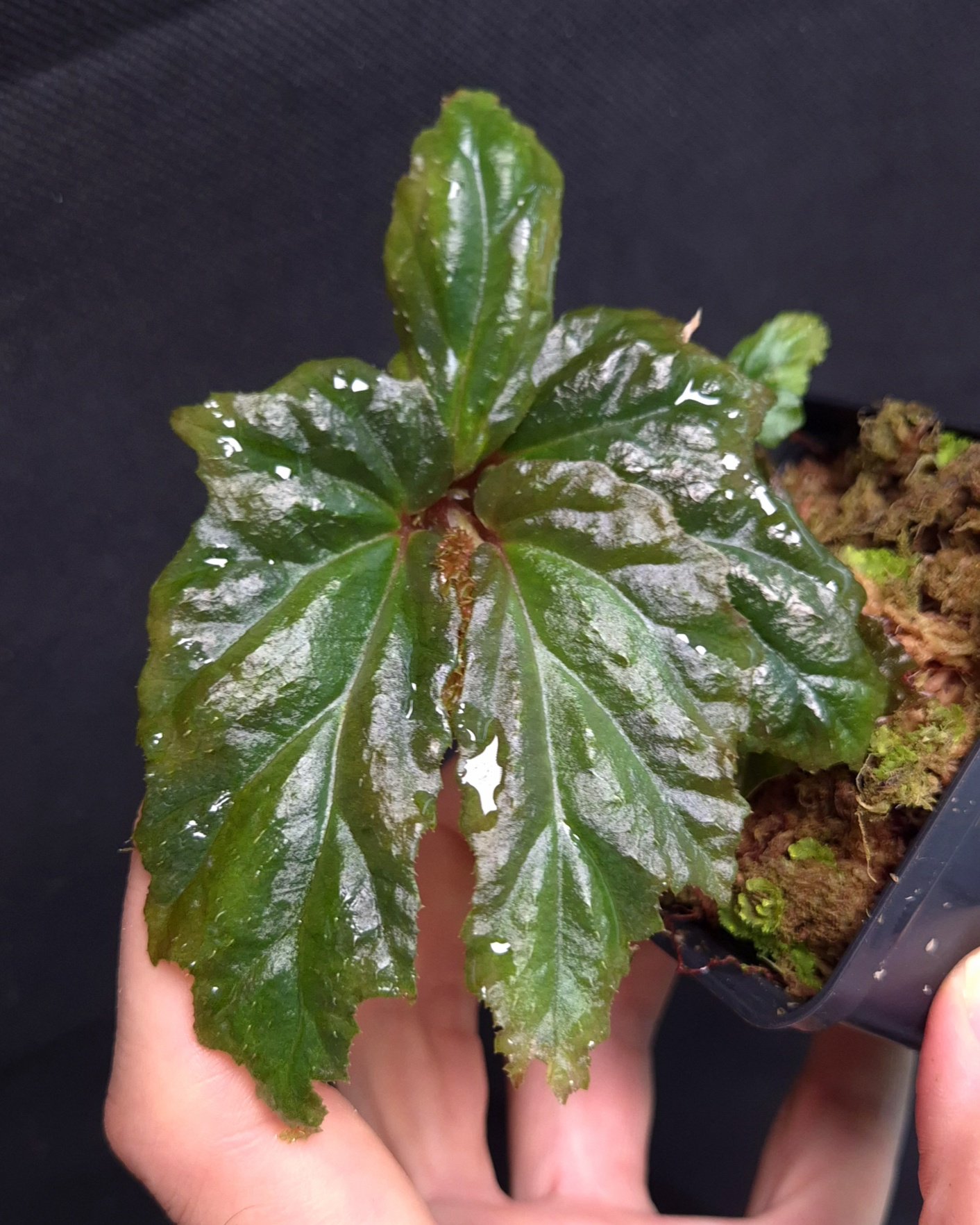 5-09-26 WYSIWYG Begonia sp. Yamor - unique species from Papua, new release