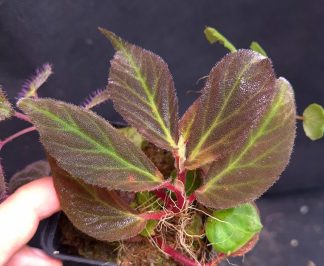 5-09-26 WYSIWYG Begonia aff. kalimantana - new beautiful species