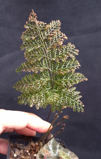 5-09-26 WYSIWYG Hymenophyllaceae sp. Papua (rigid leaves species) - new leaves growing