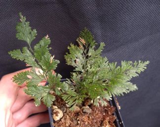 5-09-26 WYSIWYG Hymenophyllaceae sp. Papua