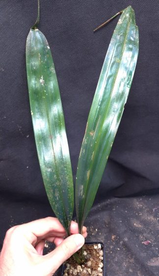 5-09-26 WYSIWYG Mapania aff. caudata (extra wide form) - XL division