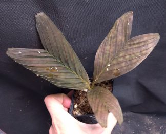 5-09-26 WYSIWYG Pinanga veitchii - ornamental dwarf palm