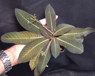 5-09-26 WYSIWYG Mitreola sp. Vietnam - XL flowering specimen