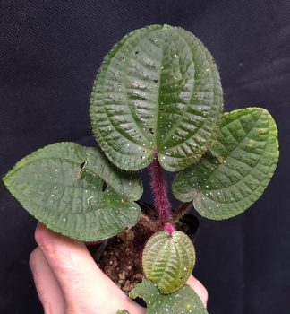5-09-26 WYSIWYG Phyllagathis guttata