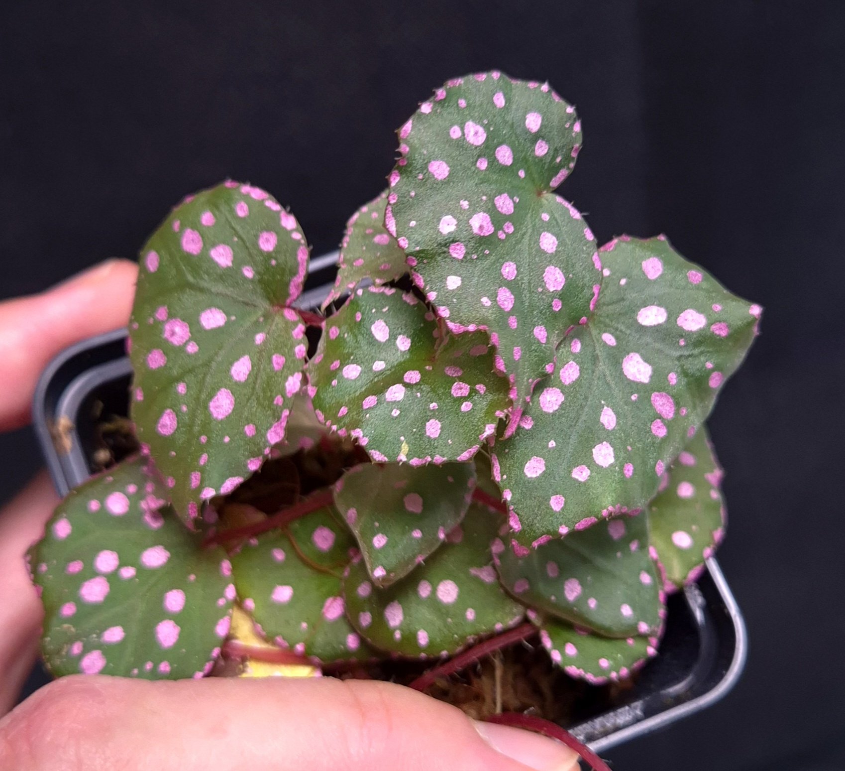5-09-26 WYSIWYG Begonia sp. Muara Wahau - miniature species