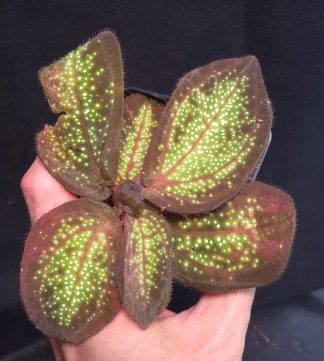 5-09-26 WYSIWYG Sonerila sp. Glowing Stripes/Glowing Dots (intermediate form)