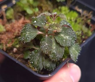 5-09-26 WYSIWYG Sarcopyramis sp. Lao Cai - new species from Vietnam