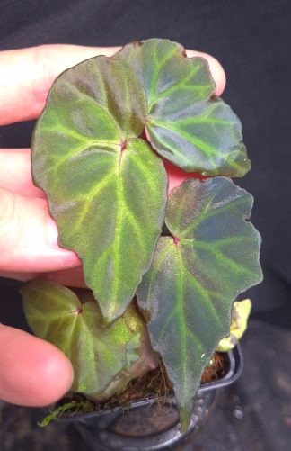 5-09-26 WYSIWYG Begonia sp. Sumatra Blue - extremely iridescent species, adult specimen