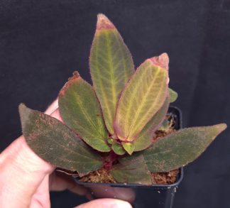 10-09-26 WYSIWYG Sonerila sp. Serimbu - new release, adult specimen
