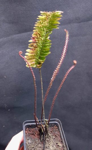 10-09-26 WYSIWYG Trichomanes atrovirens with new fronds growing