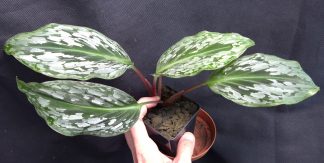 10-09-26 WYSIWYG Cornukaempferia aurantiflora (Zingiberaceae) - big specimen