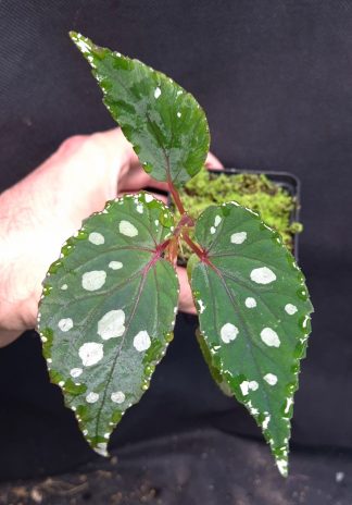 10-09-26 WYSIWYG Begonia aff. jiewhoei - new release