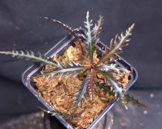 10-09-26 WYSIWYG Labisia sp. Toothy - new release, extremely serrated leaves