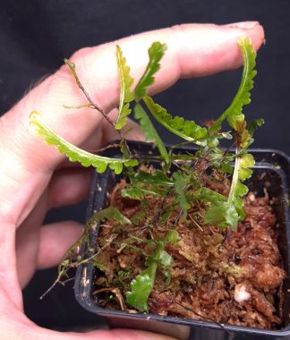 10-09-26 WYSIWYG Teratophyllum sp. Indonesia (rare vining fern)