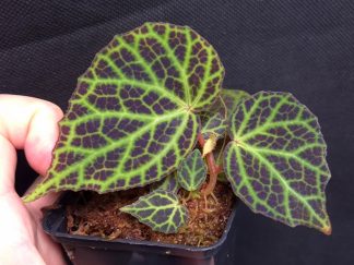 10-09-26 WYSIWYG Begonia sp. Silat - selected specimen with offset (slightly iridescent)