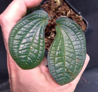 10-09-26 WYSIWYG Sonerila sp. Petikah - iridescent species (adult specimen)