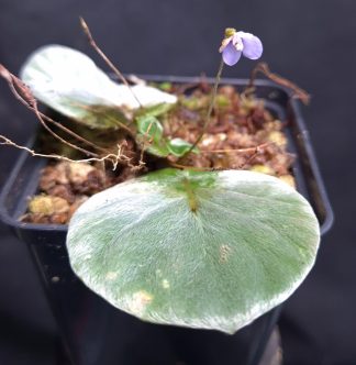 10-09-26 WYSIWYG Petrocosmea sp. Serimbu - new beautiful Gesneriad with round furry leaves