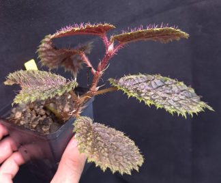10-09-26 WYSIWYG Begonia sp. Papua (not Timika) - adult specimen
