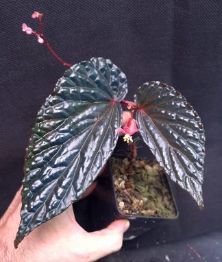 10-09-26 WYSIWYG Begonia daunhitam - flowering superb specimen (deep blue iridescent)