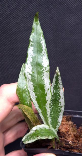10-09-26 WYSIWYG Microsorum sp. Painted Leaves - unique fern