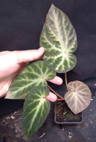 10-09-26 WYSIWYG Begonia dinhtuana (= sp. Thuan Chau) - newly described species, big specimen