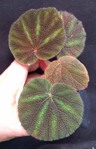 10-09-26 WYSIWYG Begonia versicolor - selected specimen