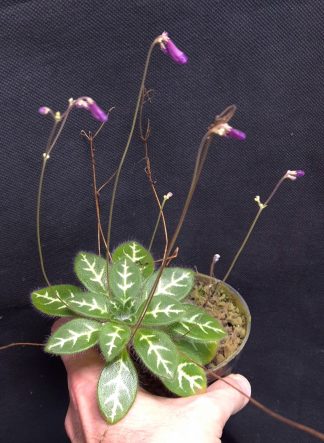 17-09-26 WYSIWYG Primulina sinovietnamica - old flowering plant