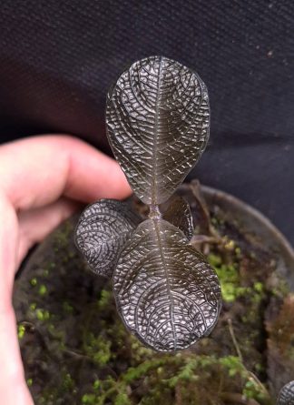 17-09-26 WYSIWYG Cosmianthemum sp. Black (unique leaf structure), miniature plant
