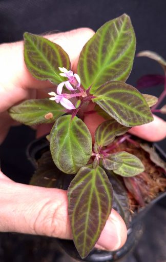 17-09-26 WYSIWYG Sonerila sp. Glowing Green Veins - double-crowned flowering specimen