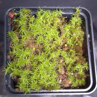 17-09-26 WYSIWYG pot full of moss (Kalimantan)