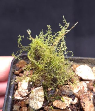 17-09-26 WYSIWYG ultra fine moss (Indonesia)