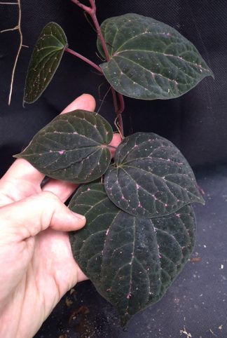 17-09-26 WYSIWYG Piper porphyrophyllum - superb specimen