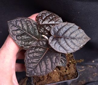 17-09-26 WYSIWYG Pterisanthes sp. Black Purple