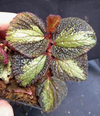 17-09-26 WYSIWYG Begonia sp. Tegua - new species, new release
