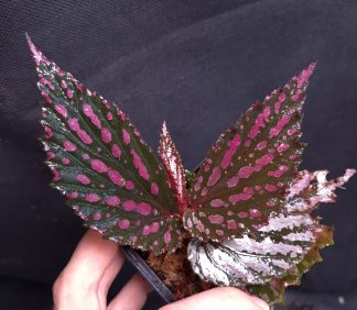 17-09-26 WYSIWYG Begonia sp. Kalimantan Pink - new release