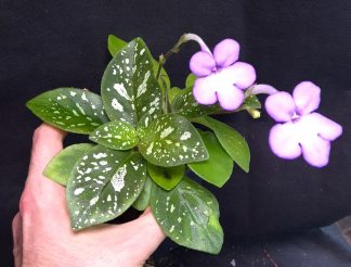 17-09-26 WYSIWYG Michaelmoelleria vietnamensis - flowering double specimen