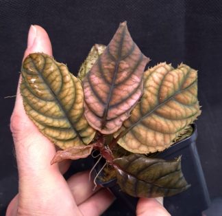 17-09-26 WYSIWYG Acranthera sp. Cao Bo