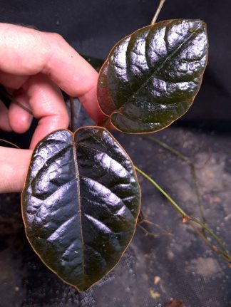 24-09-26 WYSIWYG Pterisanthes sp. Black &  Orange - big specimen, new release