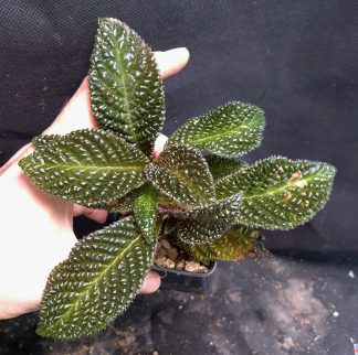 24-09-26 WYSIWYG Acranthera sp. Spiny (Borneo) - new release, double specimen