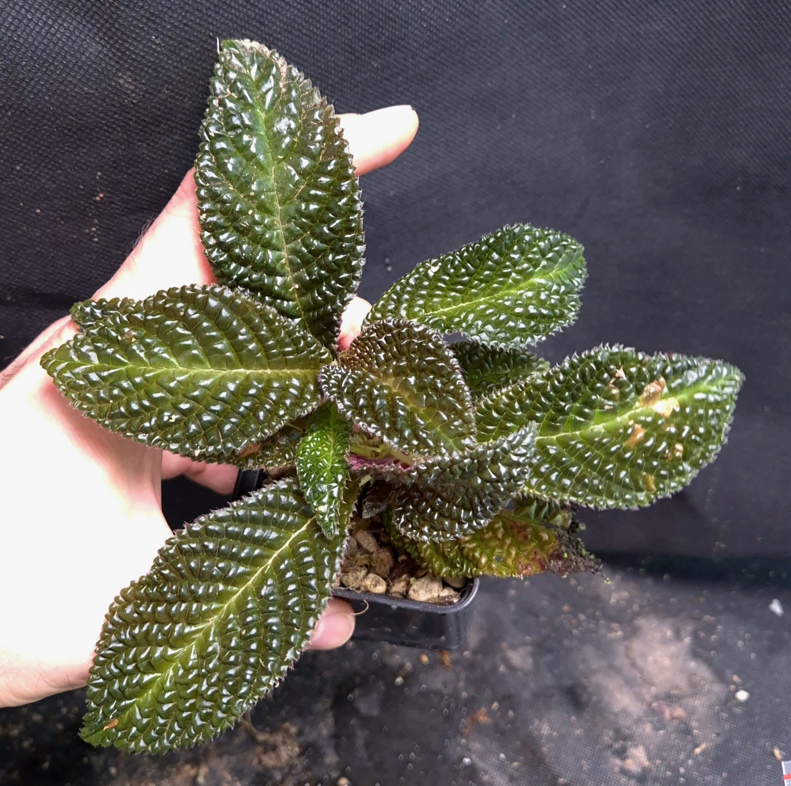 24-09-26 WYSIWYG Acranthera sp. Spiny (Borneo) - new release, double specimen