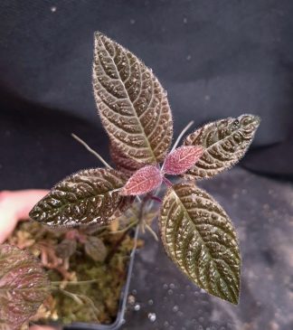 24-08-26 WYSIWYG Cosmianthemum sp. Indonesia