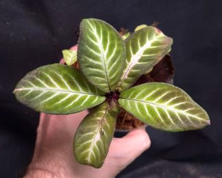 24-09-26 WYSIWYG Henckelia (Codonoboea) amoena - rare Gesneriad, adult plant