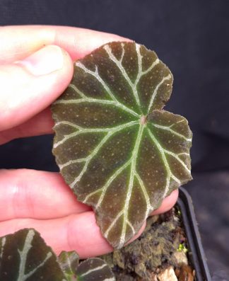 24-09-26 WYSIWYG Begonia locbaosangii - rare species