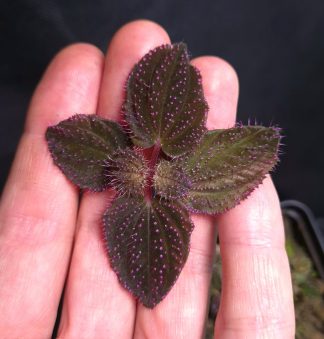 24-08-26 WYSIWYG Sarcopyramis sp. Hairy Pink Dots