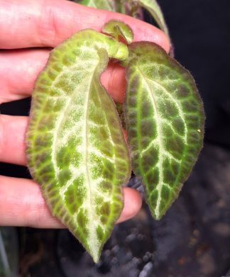 24-08-26 WYSIWYG Sonerila sp. Embaloh - extremely rare & new species, adult plant