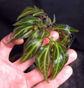 24-08-26 WYSIWYG Sonerila sp. Batang Sibau - extremely rare species, triple big specimen