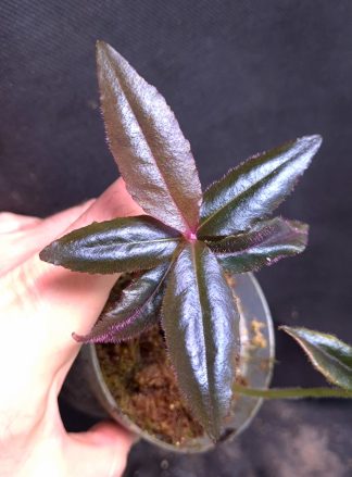 24-09-26 WYSIWYG Labisia sp. Metallic Blue - iridescent species with metallic leaves